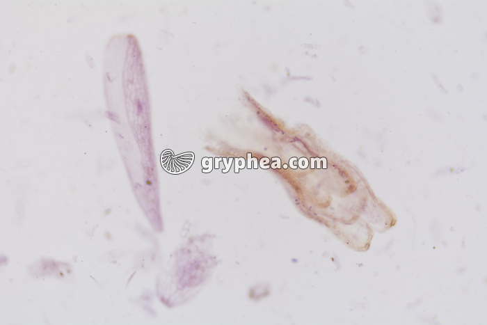 Tourbe x25 - gryphea.com